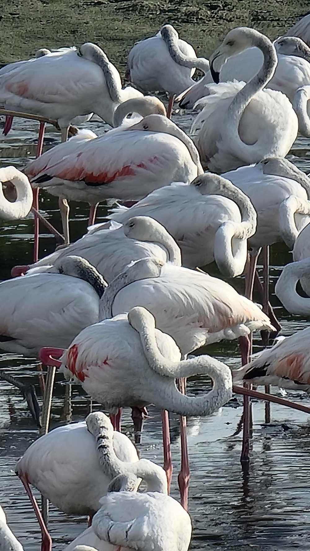 Wildlife Sanctuary (Flamingo Lagoon) — Flamingos Ras Al Khor Dubai.jpg